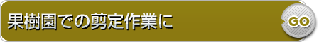 果樹園での剪定作業に