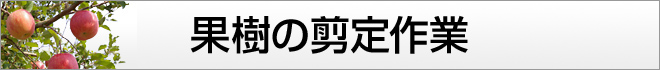 果樹の剪定作業