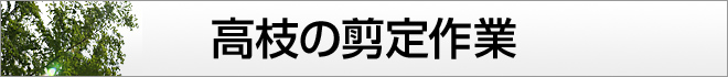 高い枝の剪定作業